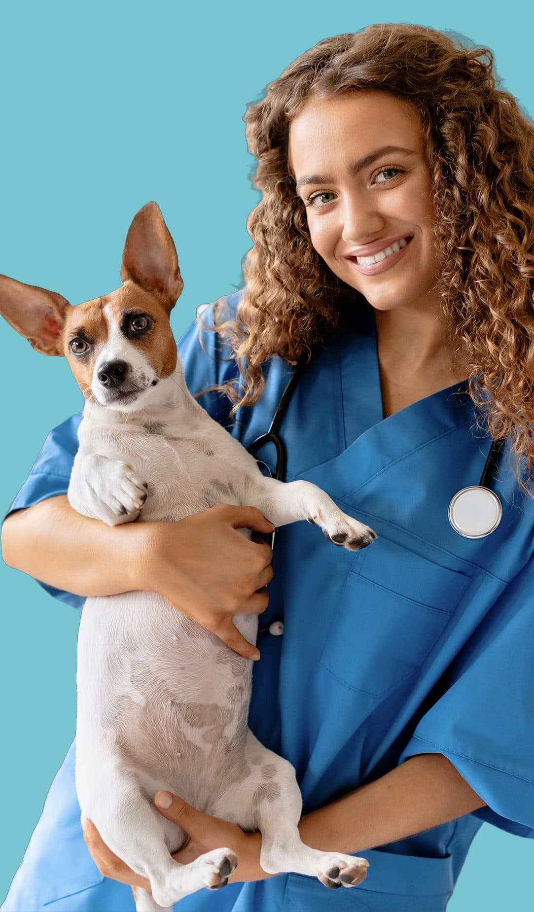 Una veterinaria sonriente sostiene a un perro Jack Russell